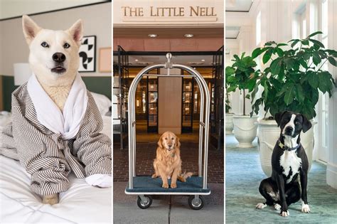 pet friendly hotels in luzon|The 10 Best Pet Friendly Hotels in Luzon 2024 (with Prices .